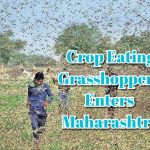 Jio Mart Grocery Sales Expand To Small Towns In Karnataka