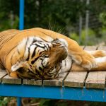 Rajinikanth on political entry: BJP Opens the door for Super Star